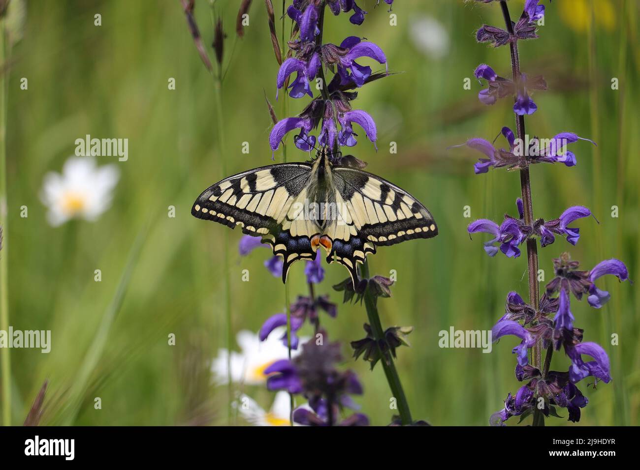 un papillon à queue d'allowtail reposant sur des fleurs violettes dans la nature Banque D'Images