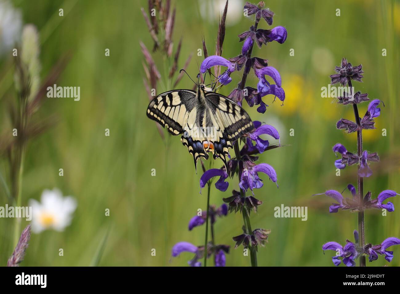 un papillon à queue d'allowtail reposant sur des fleurs violettes dans la nature Banque D'Images