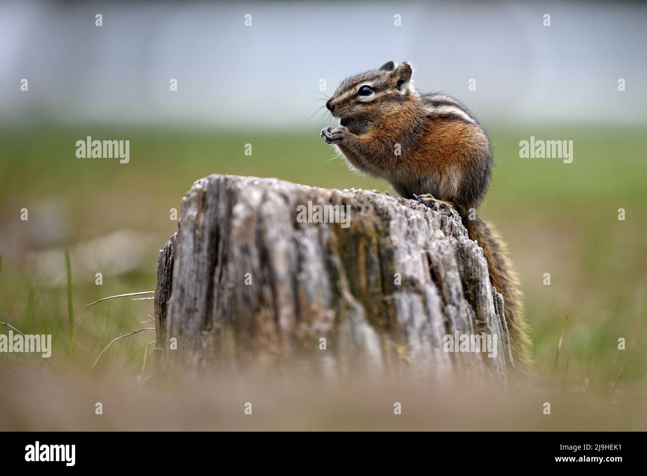 Un mignon et ludique chipmunk courir, sauter, s'asseoir et manger sur un vieux tronc d'arbre dans E.C. Manning Park, Colombie-Britannique, Canada Banque D'Images