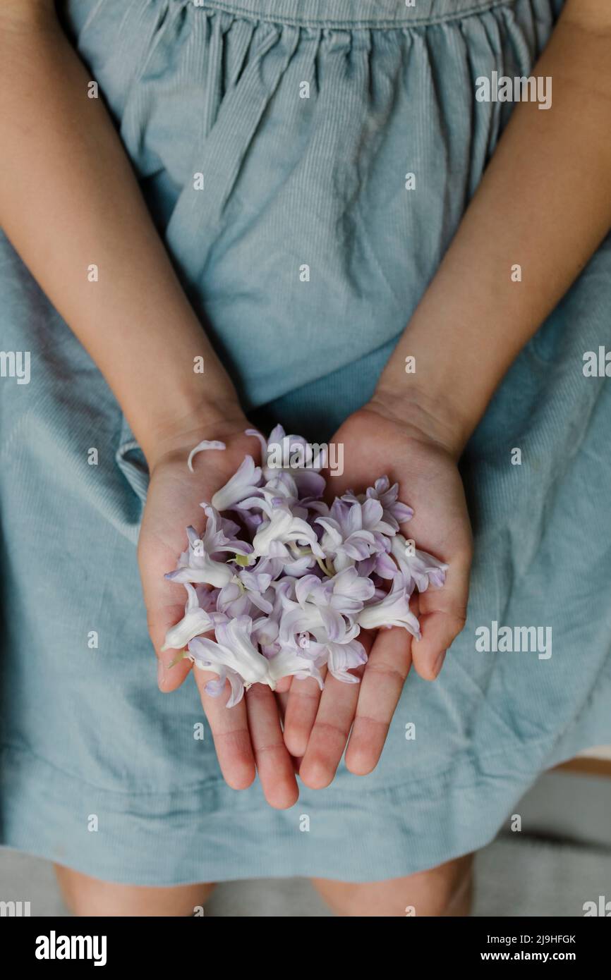 Mains de fille avec fleurs violettes Banque D'Images