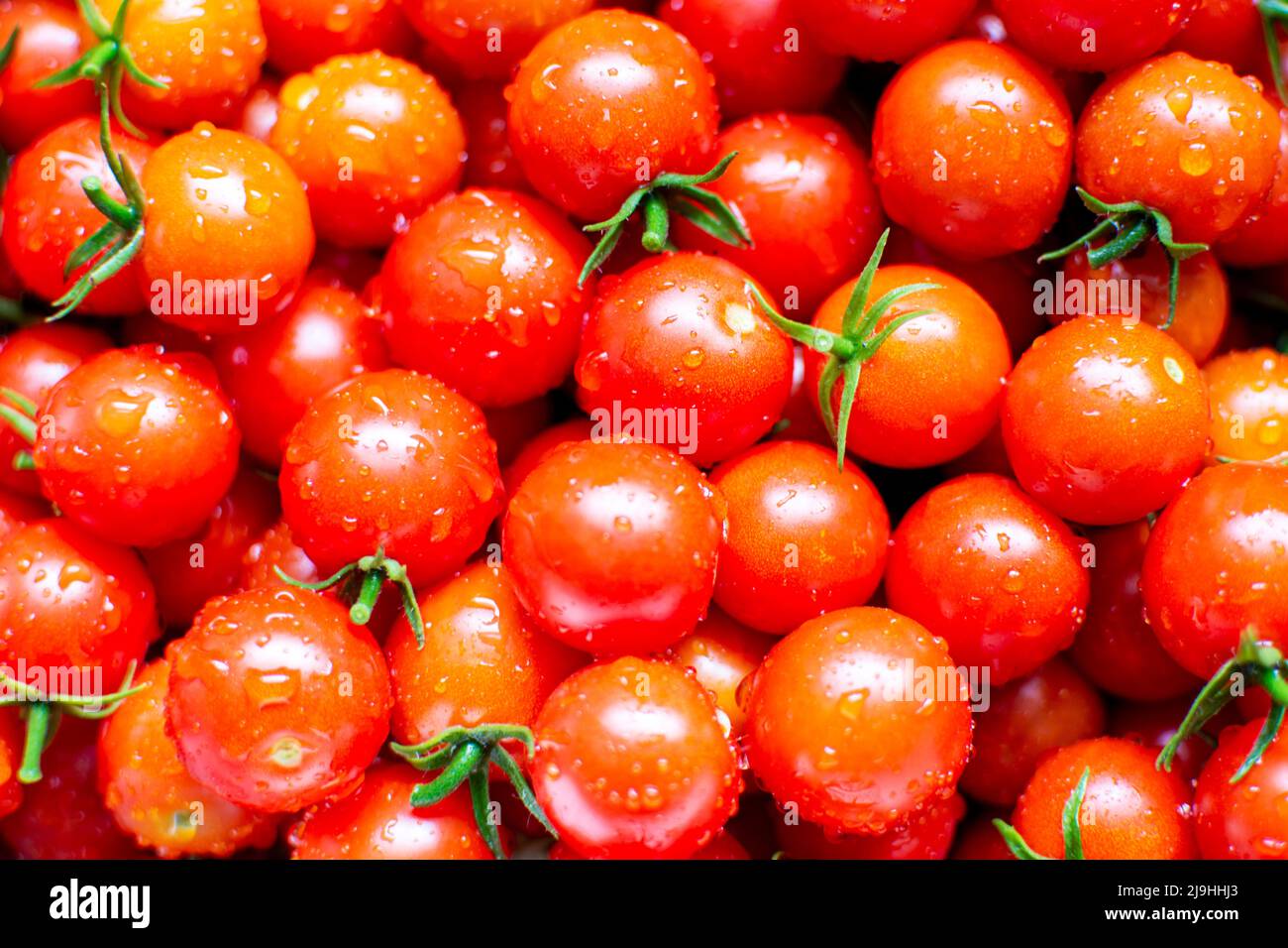 Tomates cerises fraîchement rincées à l'eau. Banque D'Images