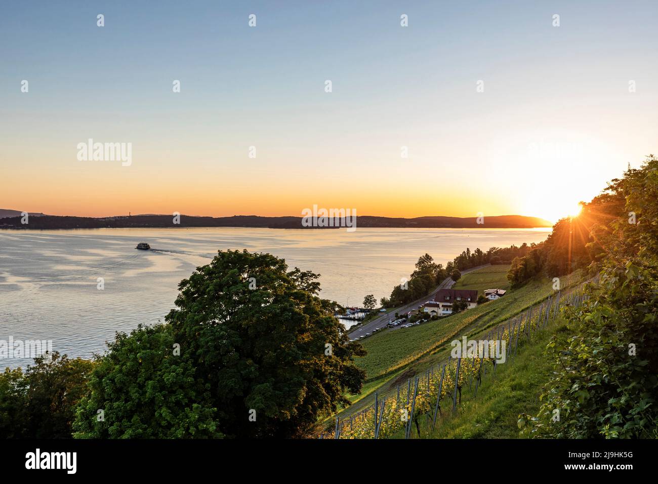 Allemagne, Bade-Wurtemberg, Meersburg, Hillside vignoble au coucher du soleil avec le lac de Constance en arrière-plan Banque D'Images