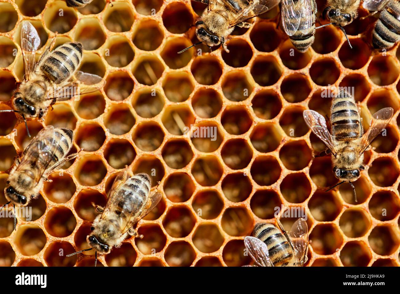 Close-up sur nid d'abeilles à miel de Banque D'Images