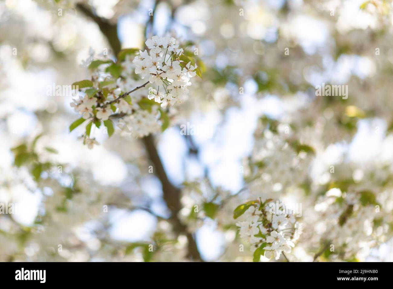 Branche blanche de cerisier en fleur Banque D'Images