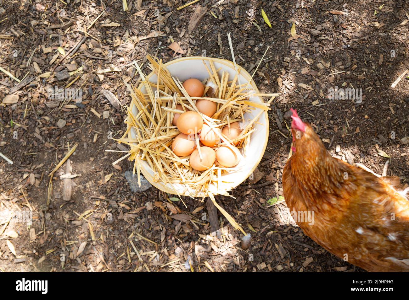 Poule par bol d'oeufs à la ferme de volaille Banque D'Images