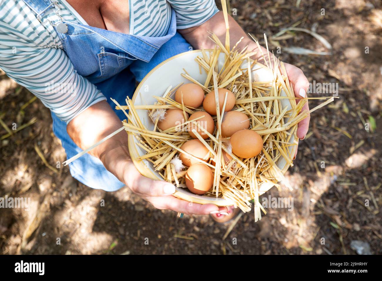 Fermier mature avec bol d'oeufs de poulet à la ferme de volaille Banque D'Images