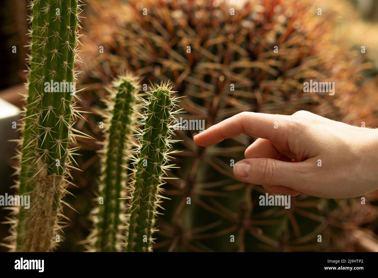 Doigt de la femme touchant le cactus vert Banque D'Images