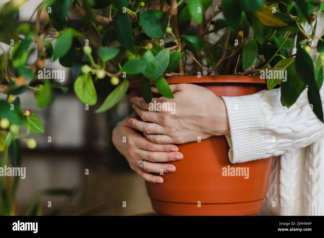 Femme mains embrassant la plante en pot à la maison Banque D'Images