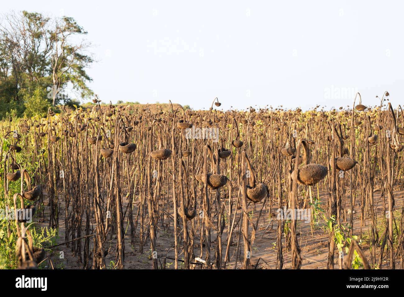 Les têtes de tournesols séchés avec des graines labourées au sol dans le champ. Année sèche, récolte. Banque D'Images
