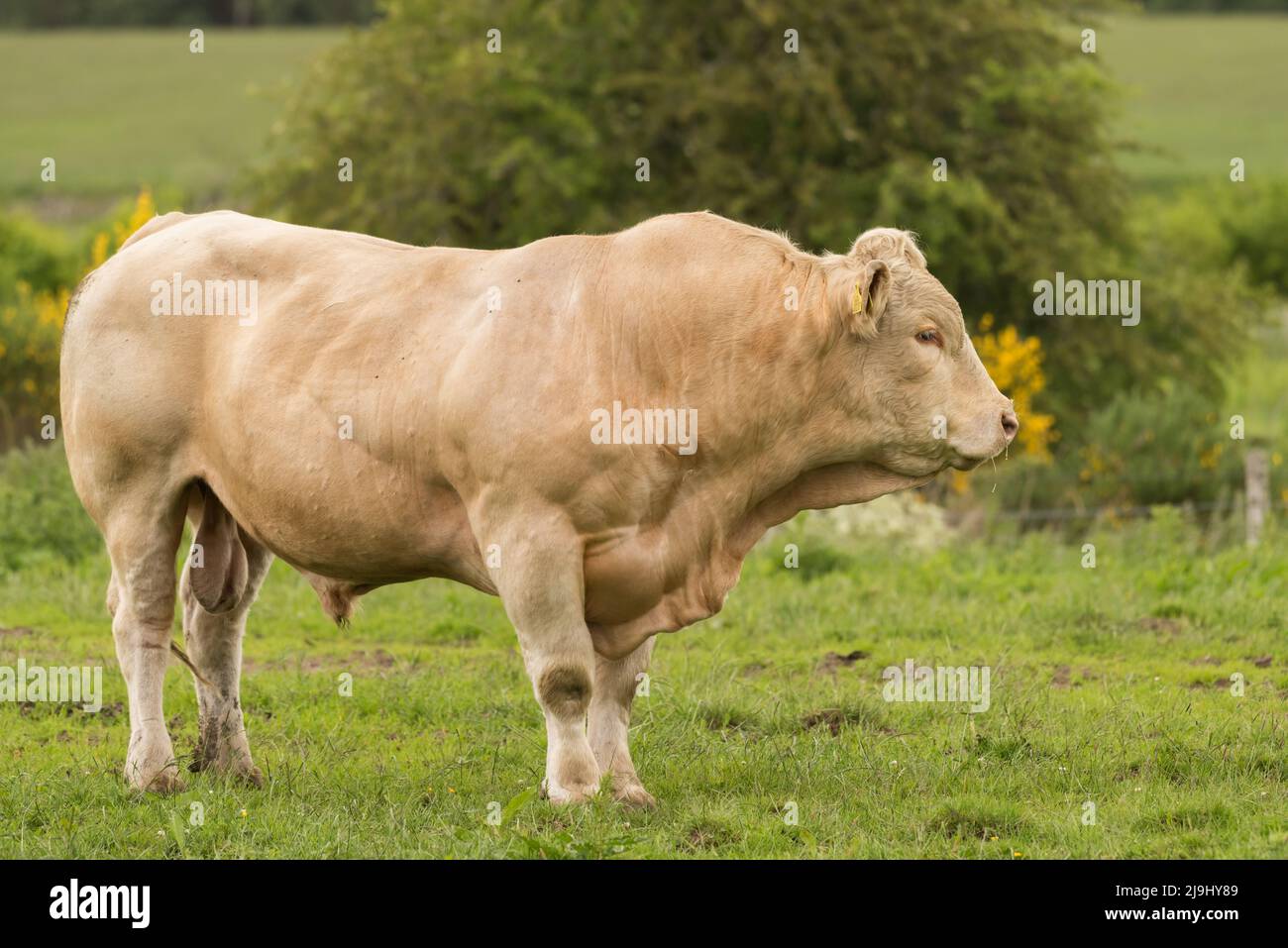 Pedigree Charolais Bull sur la ferme biologique Banque D'Images