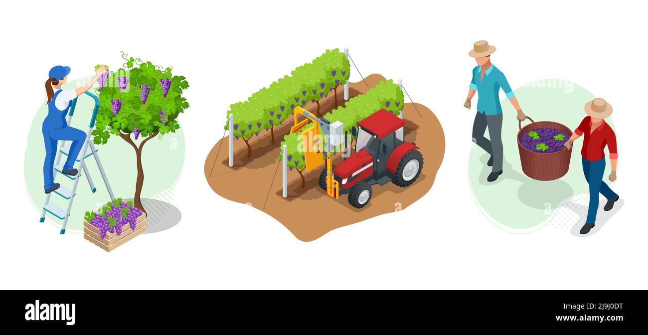 Jardiniers isométriques, agriculteurs, travailleurs qui s'occupent du jardin, produits agricoles en culture. Vendange, raisins rouges. Vignoble en récolte d'automne Illustration de Vecteur
