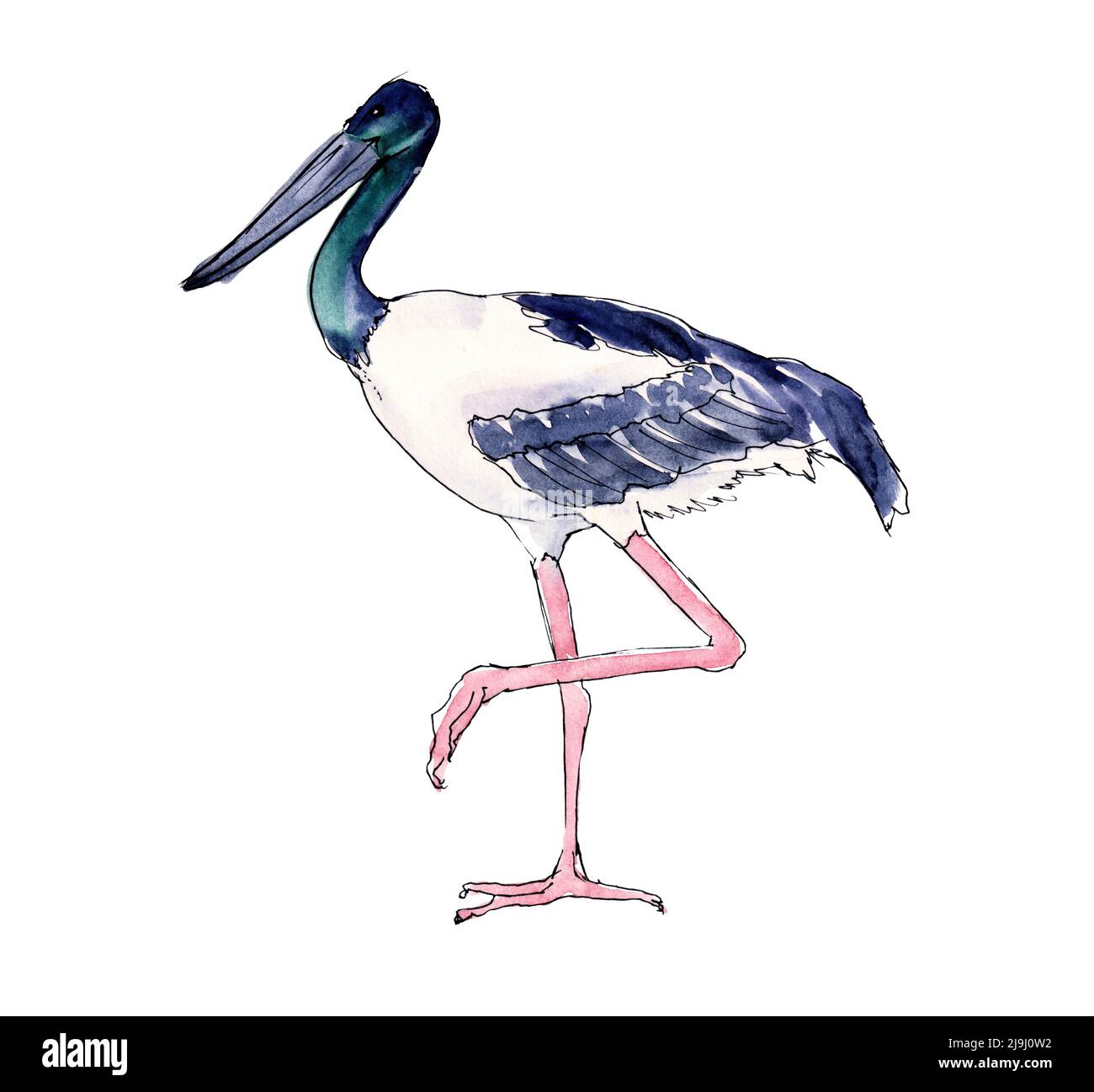 Oiseaux australiens. Esquisse aquarelle. Banque D'Images