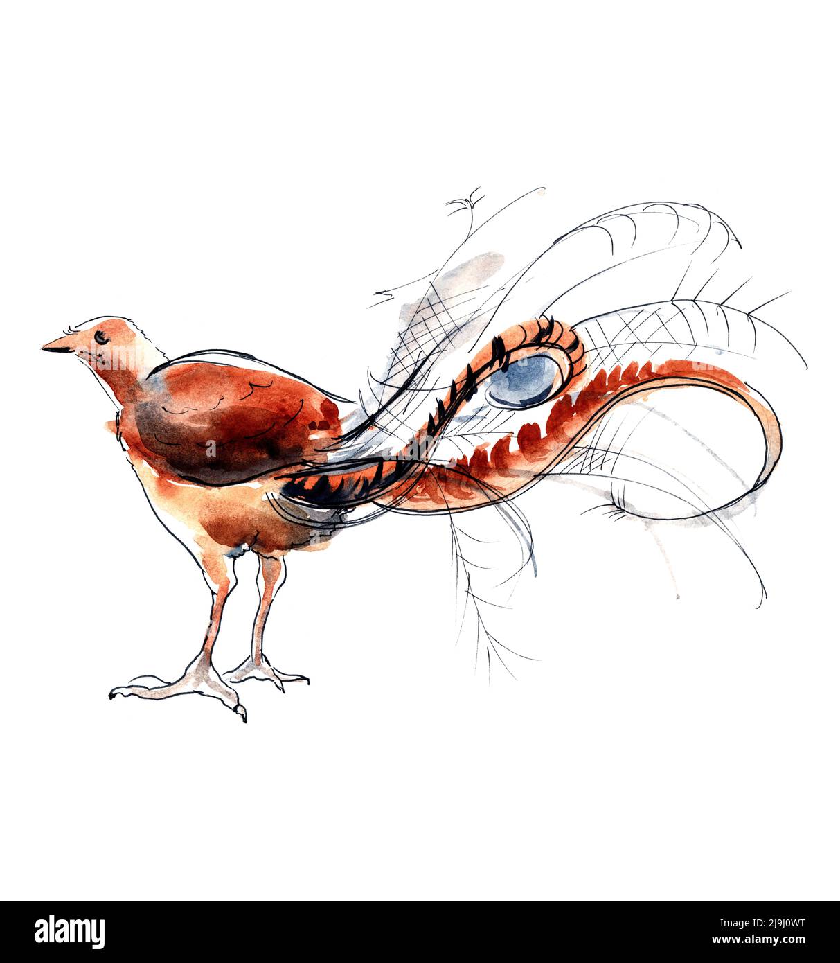 Oiseaux australiens. Esquisse aquarelle. Banque D'Images