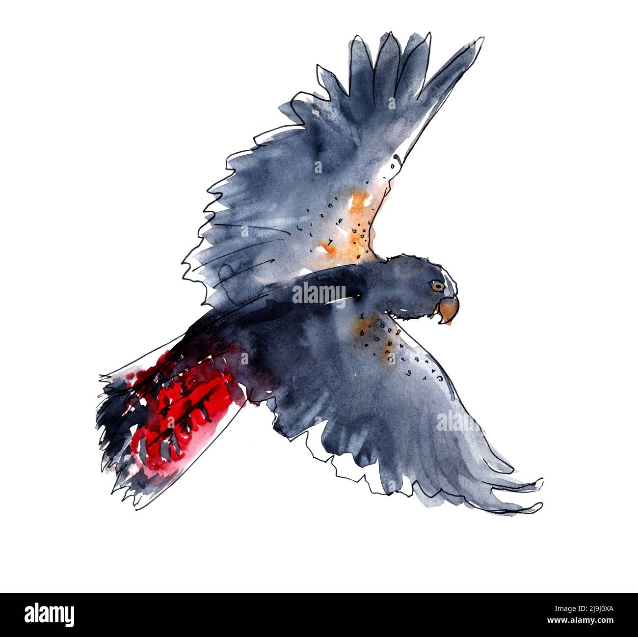 Oiseaux australiens. Esquisse aquarelle. Banque D'Images