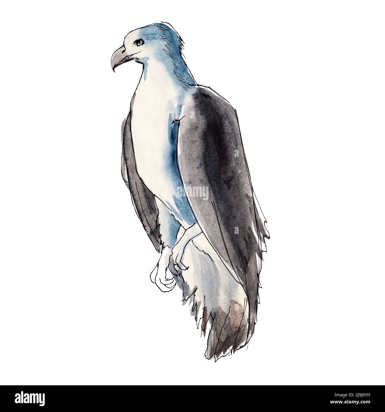 Oiseaux australiens. Esquisse aquarelle. Banque D'Images