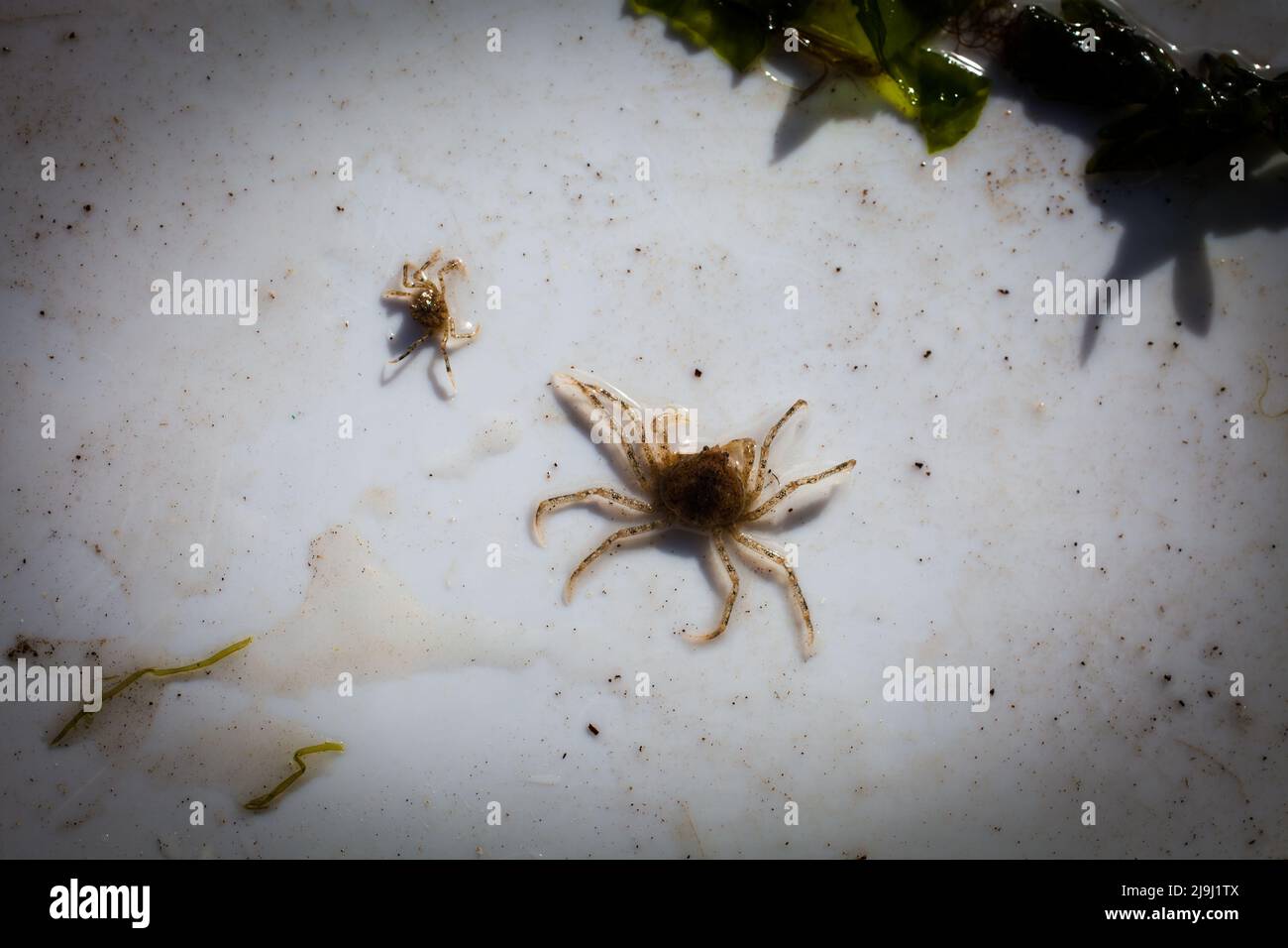 De beaux crabes d'araignées d'eau douce (Amarinus lacustris) se trouvent dans un estuaire de rivière. Ils sont au sujet de doigt-ongle taille (1cm ou moins carapace). Banque D'Images