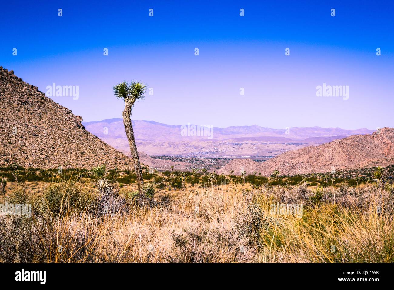 Un arbre de Joshua se dresse seul parmi les paysages désertiques surplombant la vallée de Coachella, dans le parc national de Joshua Tree, dans le désert de Mojave, CA, Etats-Unis Banque D'Images
