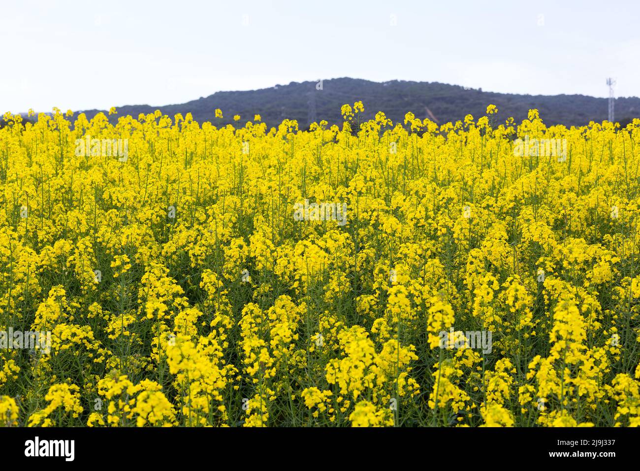 Printemps et champ plein de fleurs de colza jaunes Banque D'Images