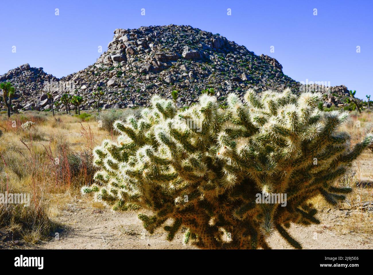 Le parc national unique de la Jolla cactus gardenin Joshua Tree dans le désert de Mojave, en Californie Banque D'Images