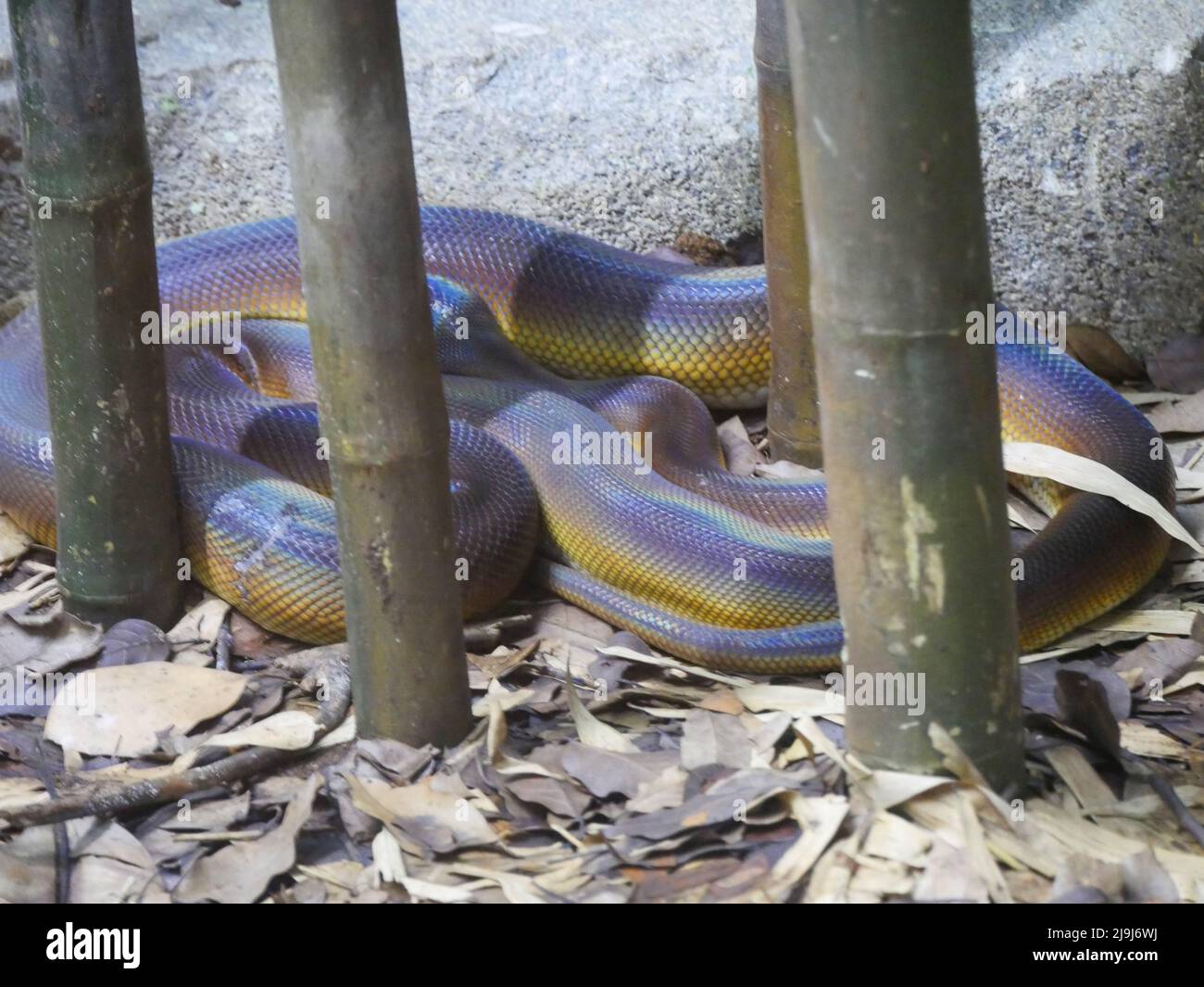 python réticulé de l'enfant d'or motley : le python réticulé (Malayopython reticulatus) est une espèce de python originaire de l'Asie du Sud et du Sud-est. Banque D'Images