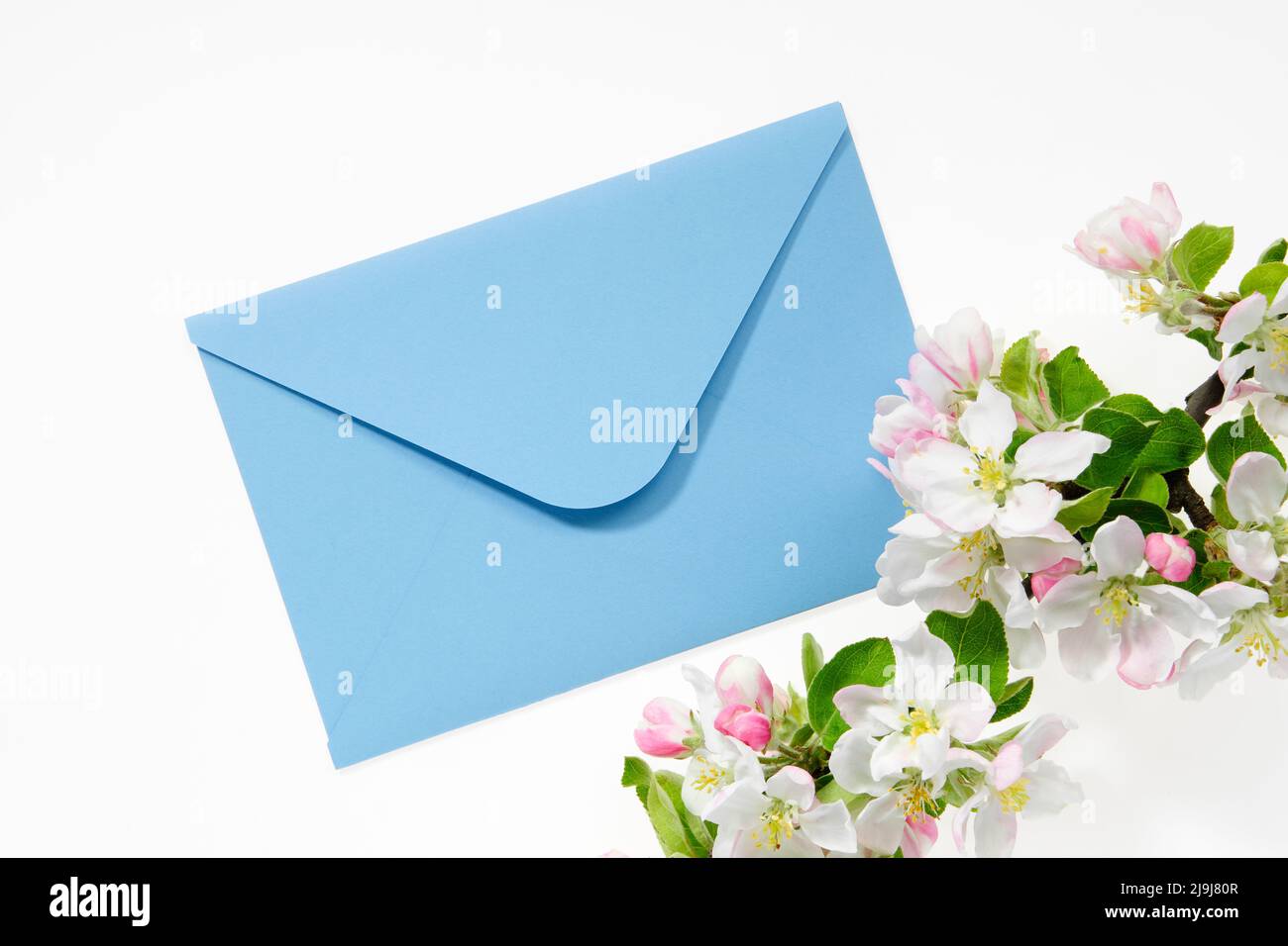 Enveloppe bleue avec carte d'invitation de mariage ou lettre d'anniversaire décorée d'une branche de pommier à fleurs. Pose à plat. Vue de dessus. Banque D'Images