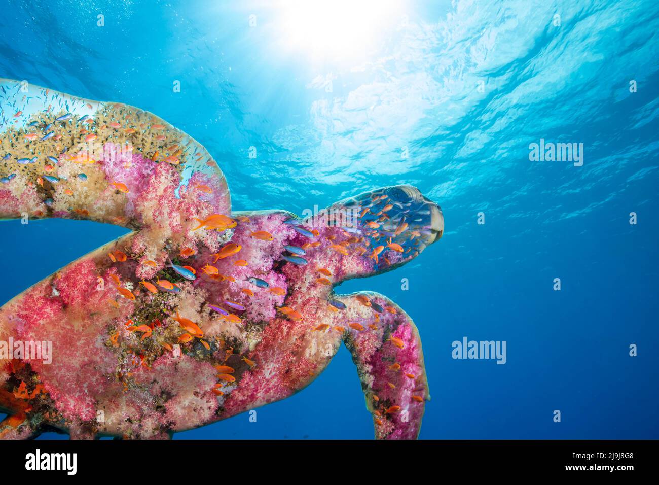 Deux images, l'une d'une tortue de mer nageant en milieu d'eau et l'autre d'un corail et d'un poisson doux ont été combinées pour cette œuvre d'art. Banque D'Images