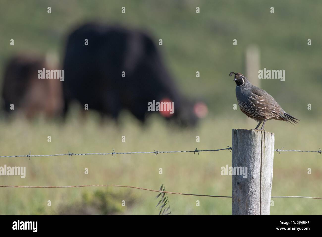 Un caille de californie (Callipepla californica) se trouve sur un poste de force alors que le bétail se brouille derrière à point Reyes National Seahore, Californie, États-Unis. Banque D'Images