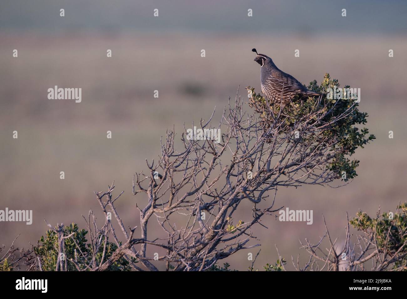 Un caille de californie (Callipepla californica) traverse une brousse en fin de soirée dans le parc national de point Reyes, en Californie. Banque D'Images