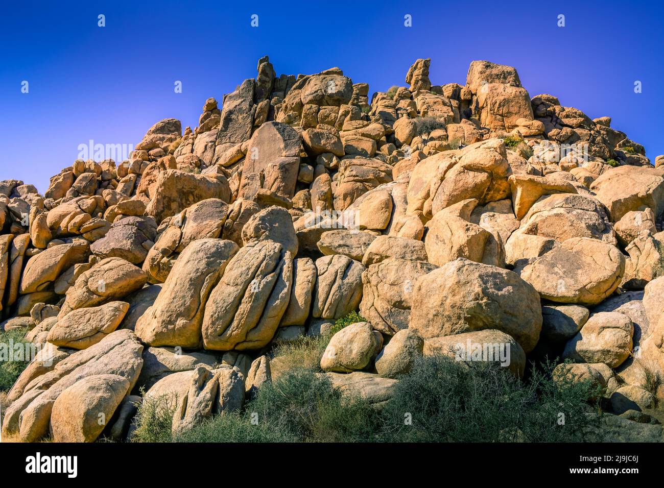 L'unique Joshua Tree avec son tronc poilu et ses amas de pointes parmi les rochers du parc national de Joshua Tree, dans le désert de Mojave, au sud Banque D'Images