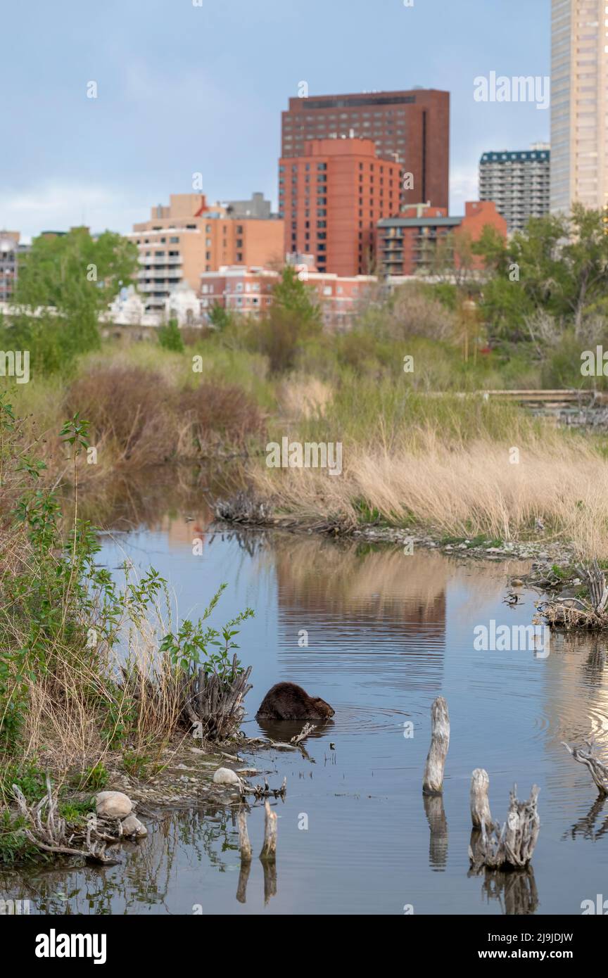 Castor américain (Castor canadensis) se nourrissant au bord de l'étang avec les gratte-ciel de Calgary derrière, parc de l'île Prince, Calgary, Alberta, Canada Banque D'Images