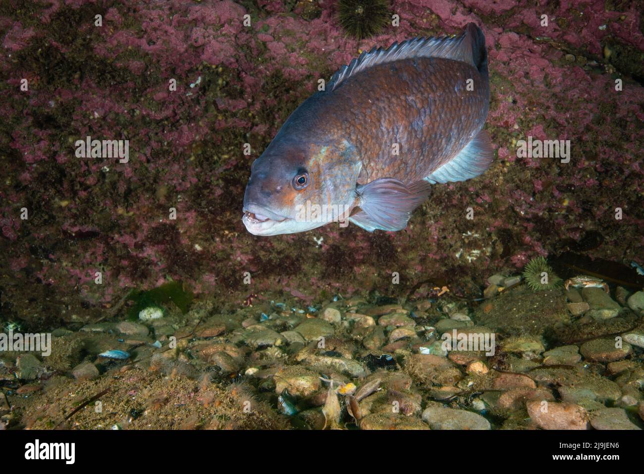 Poisson sous l'tanche dans le golfe du Saint-Laurent au Canada Banque D'Images