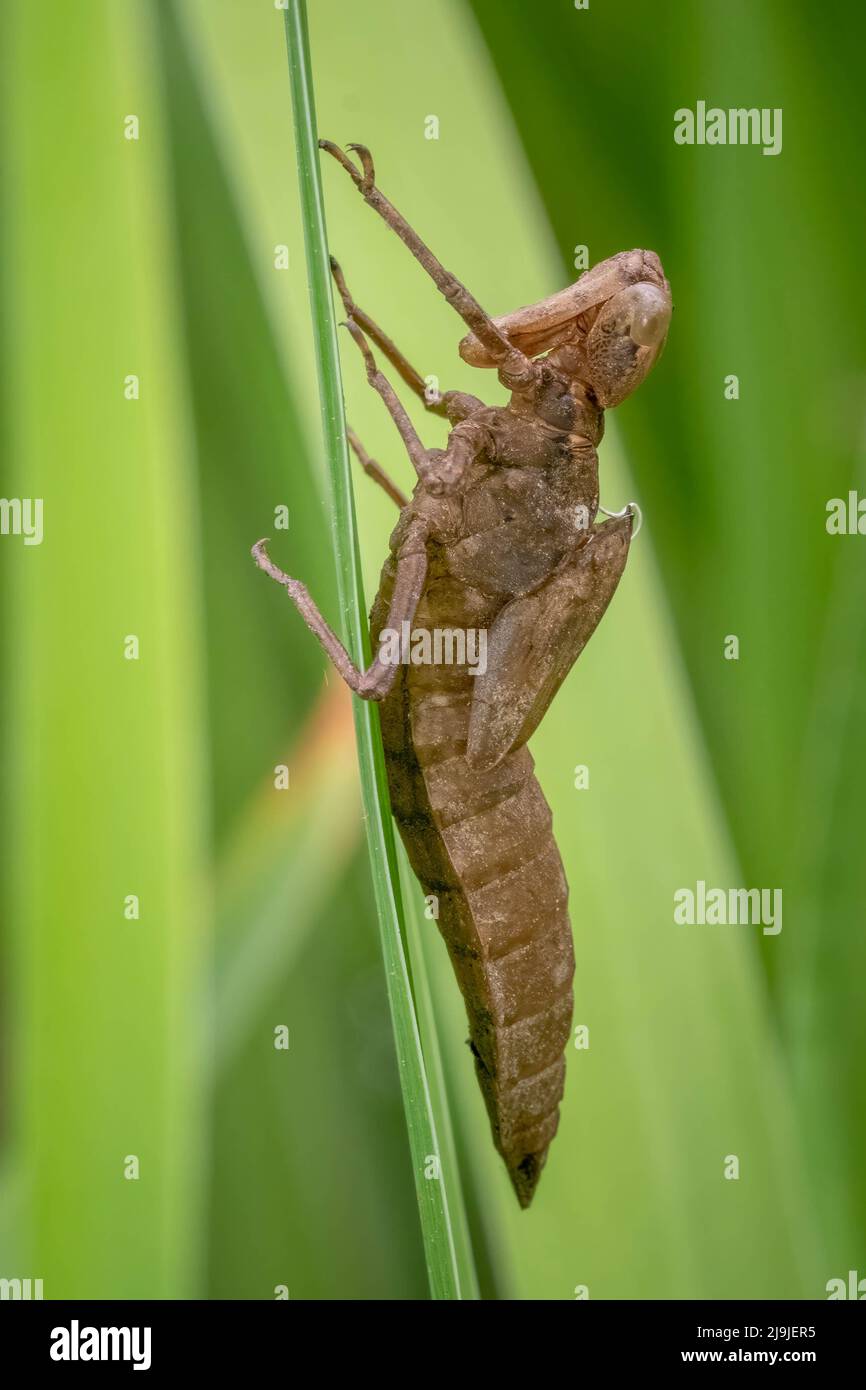 L'exosquelette ou exosquelette d'un darner, une grosse libellule. Banque D'Images