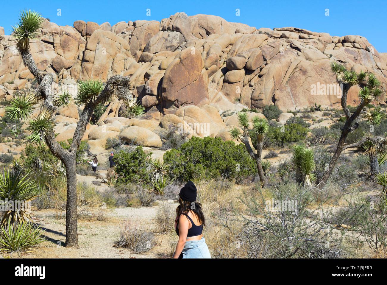 Un randonneur solitaire dans le parc national de Joshua Tree Trail le long des arbres et des rochers et formations rocheuses dans le désert de Mojave, CA, USA Banque D'Images