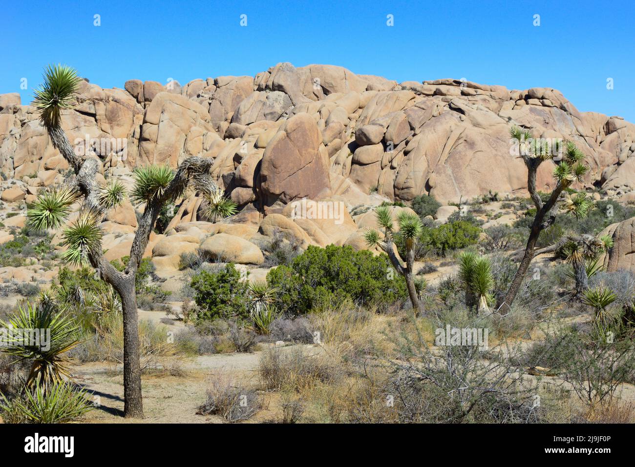 Le Joshua Tree unique avec son tronc poilu et ses amas de pointes parmi les rochers du parc national de Joshua Tree, dans le désert de Mojave, CA Banque D'Images