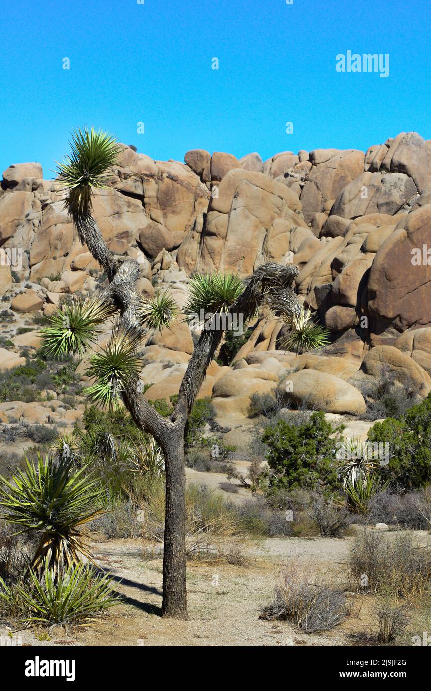 Le Joshua Tree unique avec son tronc poilu et ses amas de pointes parmi les rochers du parc national de Joshua Tree, dans le désert de Mojave, CA Banque D'Images