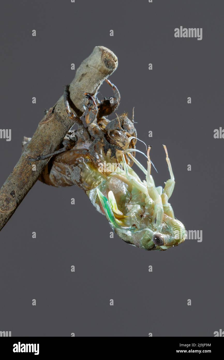 Resh cicada (Megatibicen resh) émergeant de nymphe pendant la mue, Galveston, Texas, États-Unis. Banque D'Images