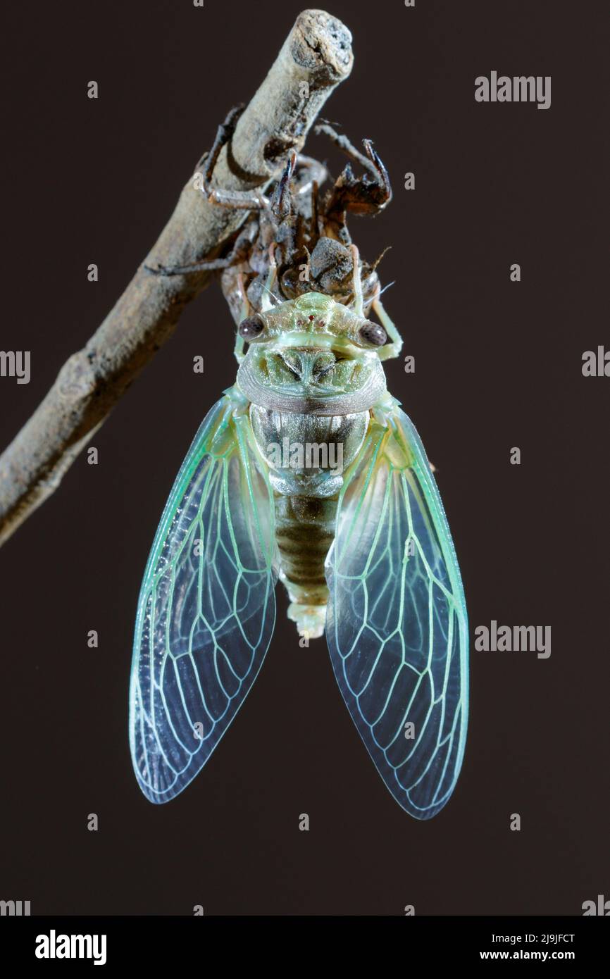 Resh cicada (Megatibicen resh) récemment molé de nymphe répand ses ailes, Galveston, Texas, États-Unis. Banque D'Images