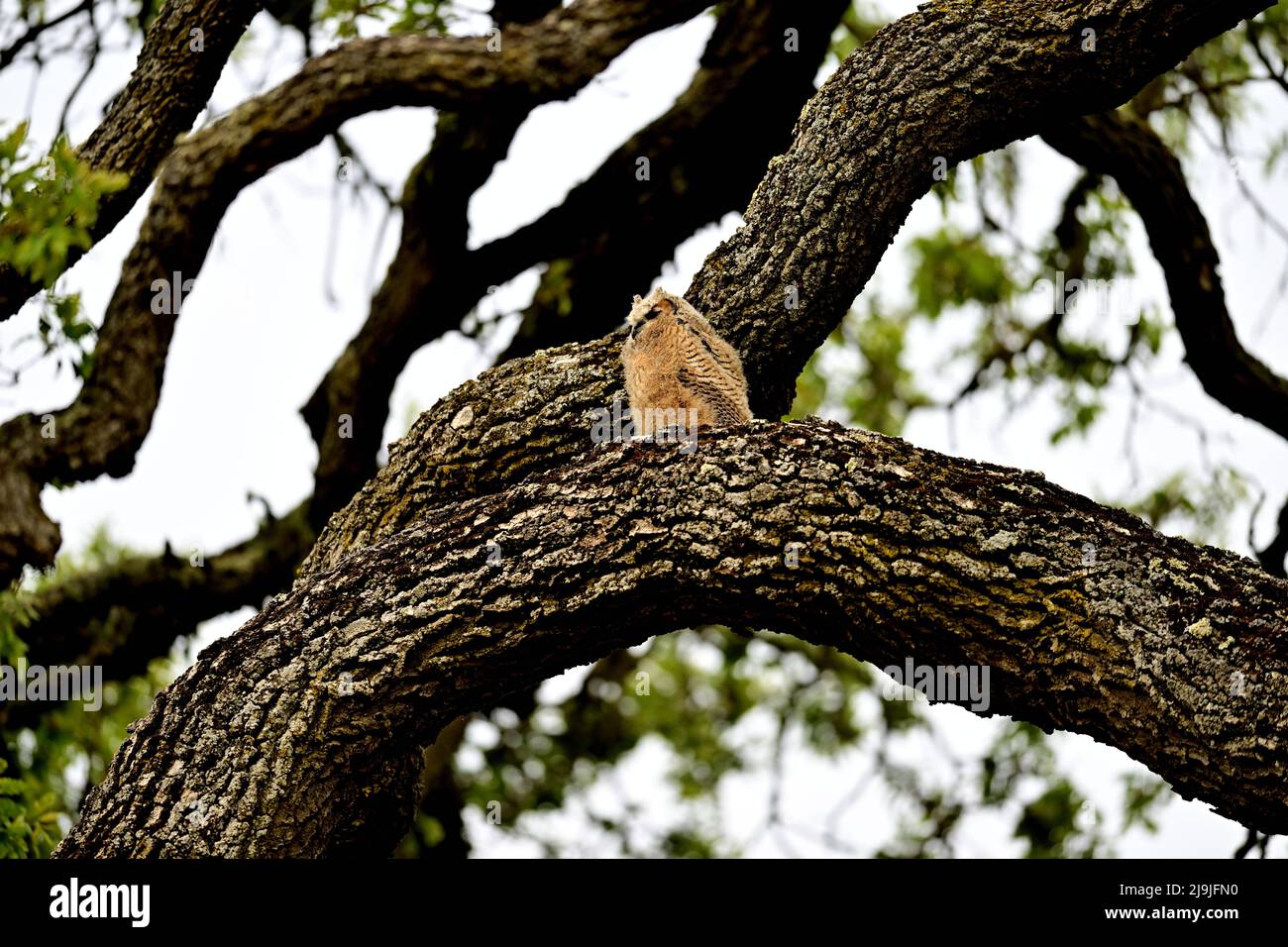 Grand Ohilet Horned - Bubo virginianus Banque D'Images