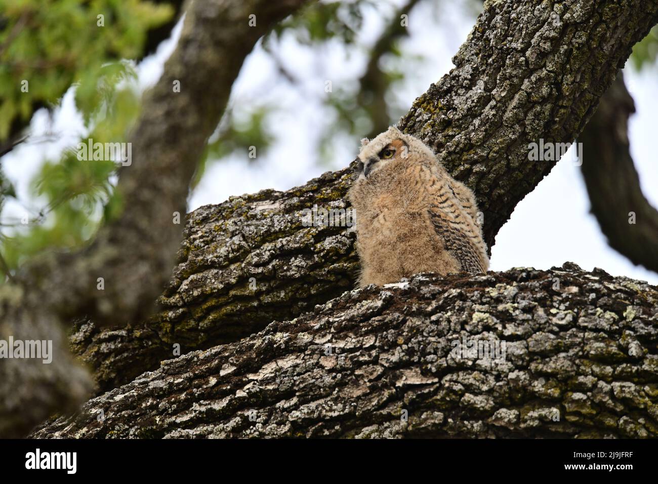 Grand Ohilet Horned - Bubo virginianus Banque D'Images