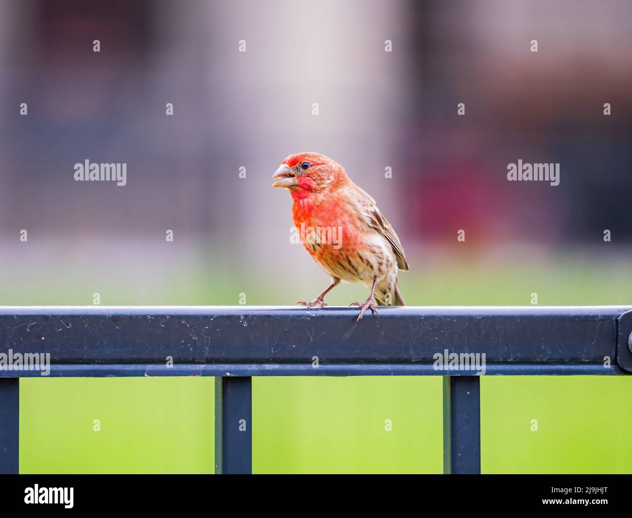 Gros plan sur le petit oiseau finch à Oklahoma Banque D'Images
