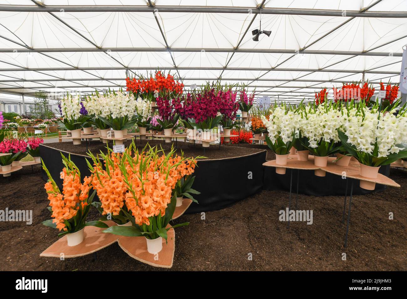 Chelsea Flower Show est de retour après trois ans en raison de la pandémie. Il a l'air fantastique avec tous les jardins et les expositions de fleurs. Un festin floral pour les yeux. Ces photos ont été prises pendant le jour de la presse. Banque D'Images