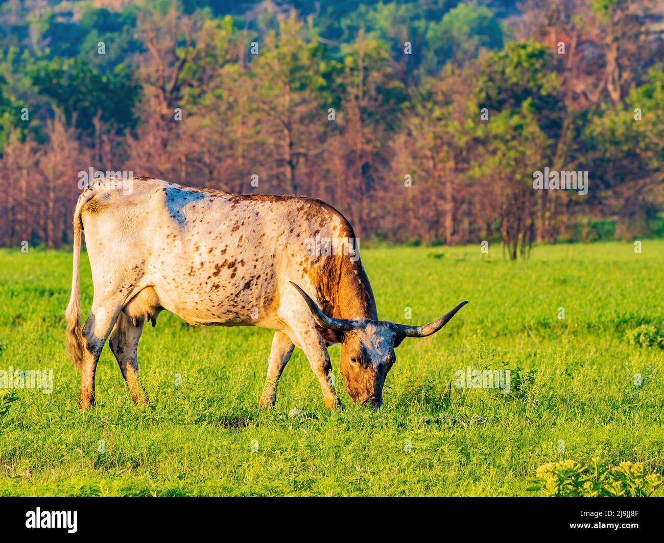 Gros plan sur Texas longhorn à Oklahoma Banque D'Images