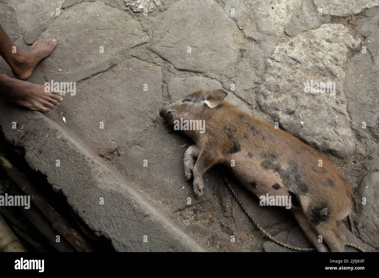 Un cochon couché sur le sol à côté d'un homme qui est assis au porche d'une maison dans le village traditionnel de Tarung à Soba WAWI, Loli, Waikabubak, West Sumba, East Nusa Tenggara, Indonésie. Banque D'Images