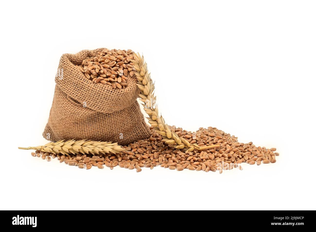 Les graines de blé débordent d'un sac de jute et d'oreilles mûres isolées sur fond blanc, une alimentation saine et un nouveau concept de récolte de grain Banque D'Images
