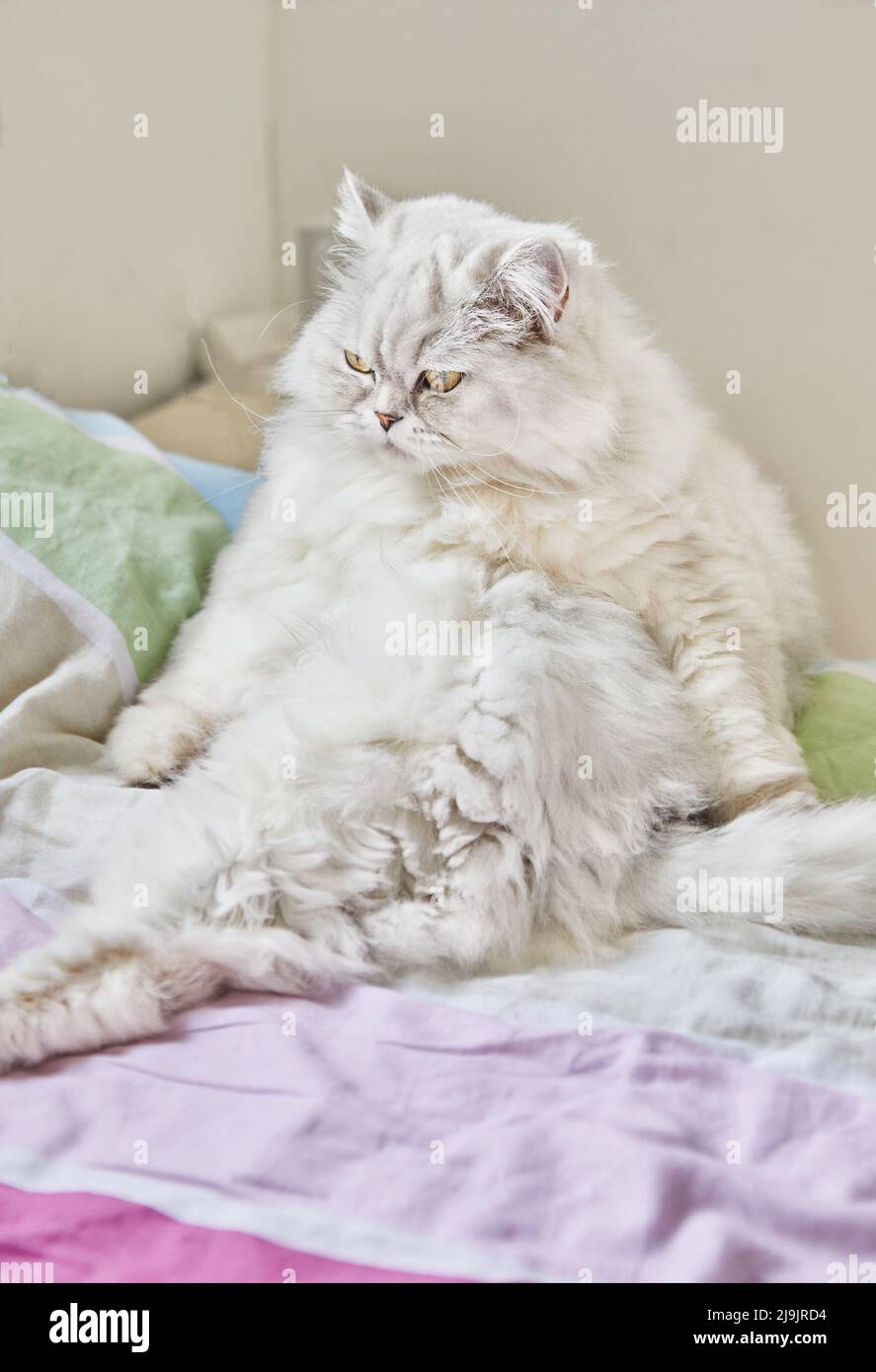 Le chat blanc en poils longs britannique est assis dans le lit Banque D'Images