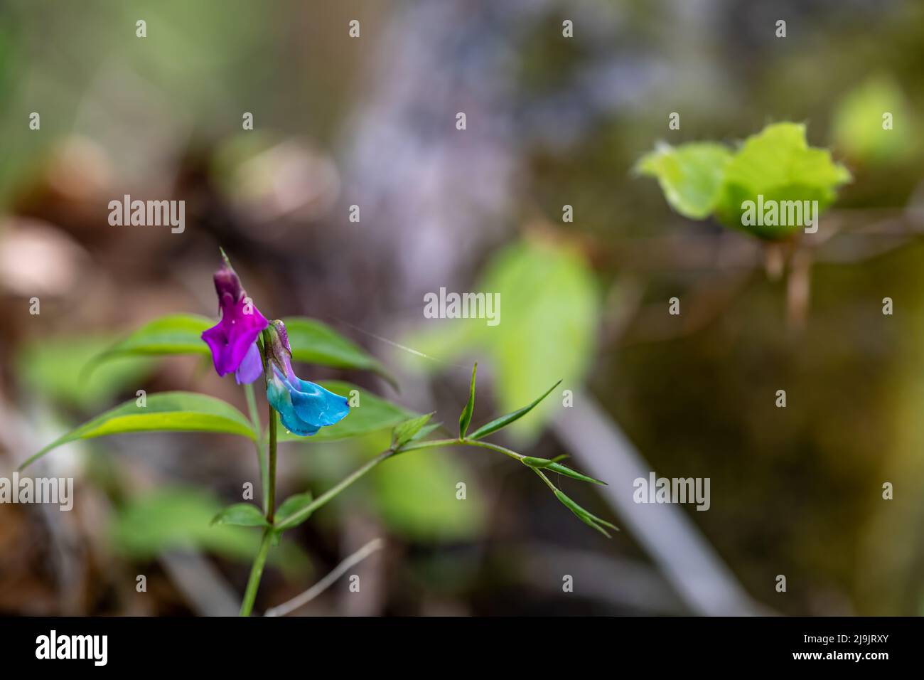 Lathyrus vernus fleur dans la prairie, macro Banque D'Images
