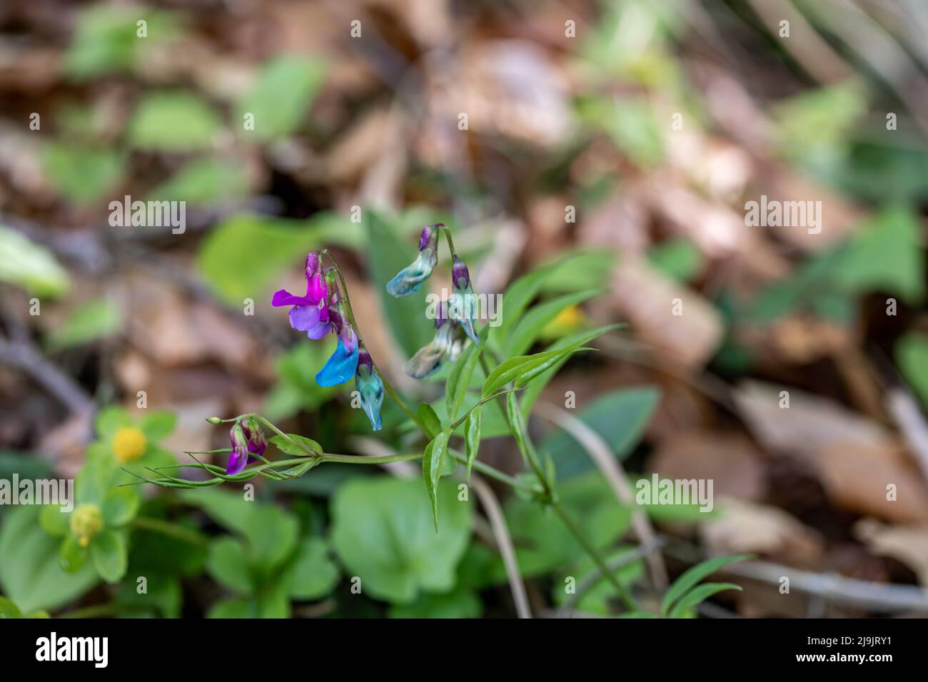 Lathyrus vernus fleurit dans la prairie Banque D'Images