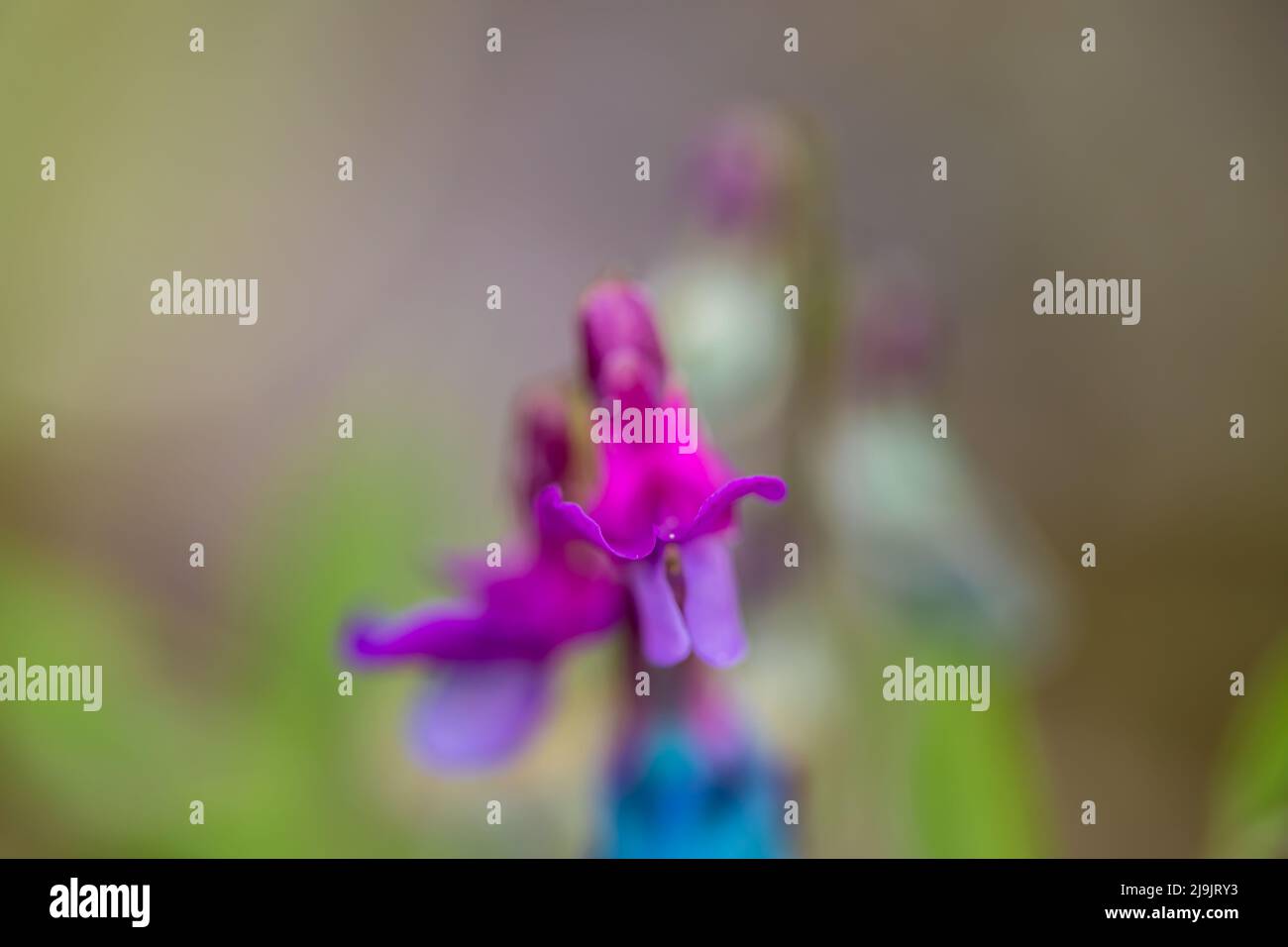 La fleur de Lathyrus vernus grandit dans les prairies Banque D'Images