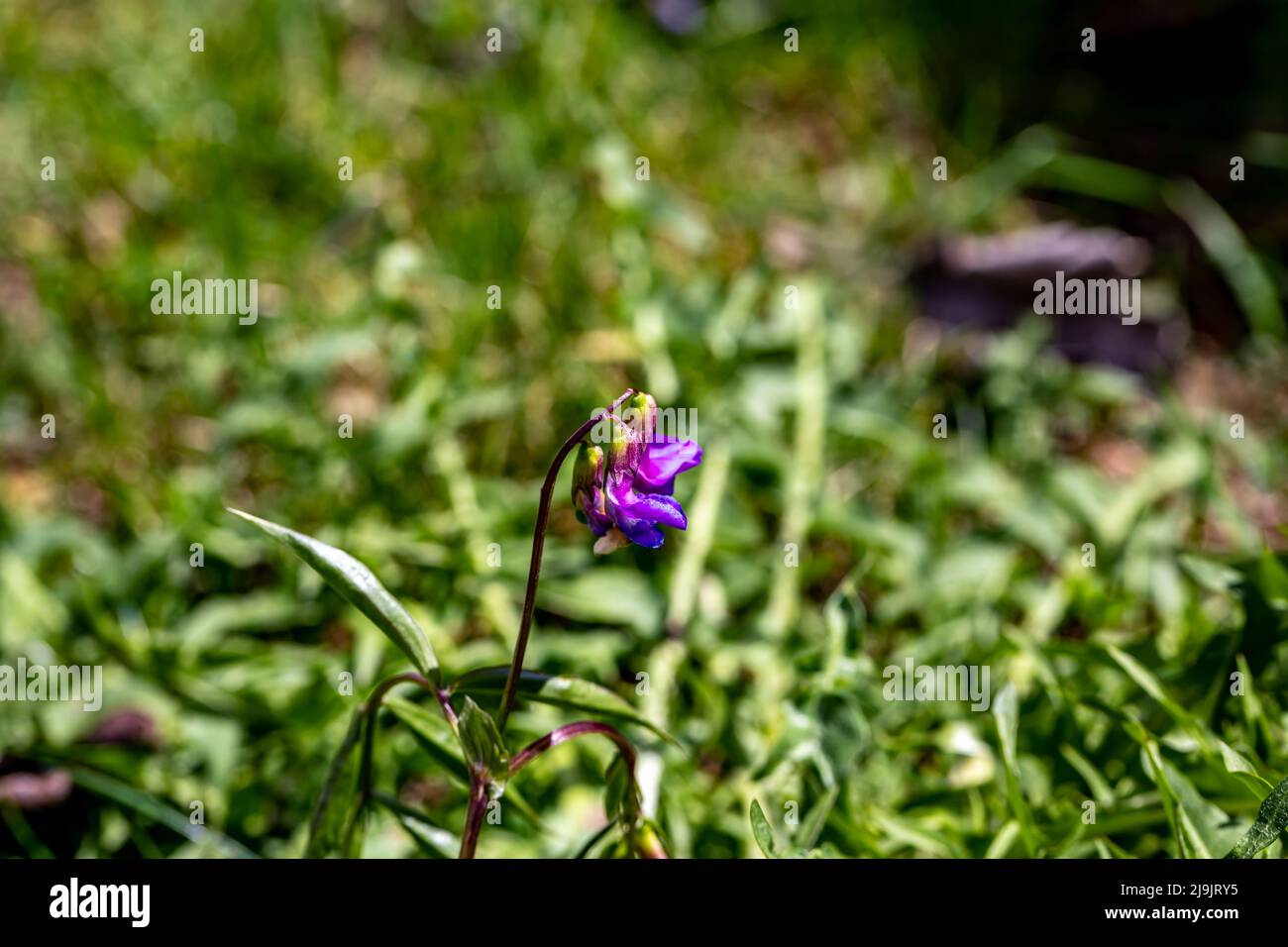 Lathyrus vernus fleur dans la prairie, gros plan Banque D'Images