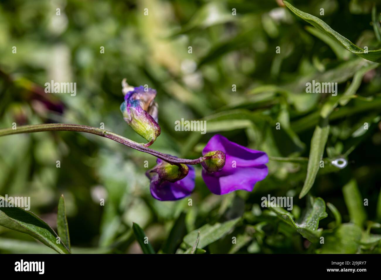 La fleur de Lathyrus vernus grandit dans le pré, en gros plan Banque D'Images